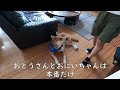 叱ってるおかあさんを止めに入る保護犬ワンジロー