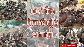 បច្ចេកទេសនៃការចិញ្ចឹមទាកាប៉ា