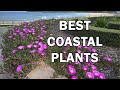 Top 10 Coastal Plants for Salt-Laden Windy Situations - Ozbreed