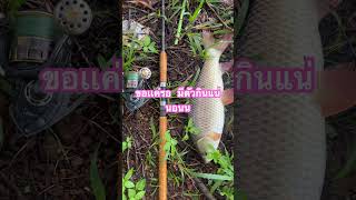 ปลายี่สก ตัวเเรกที่เราตกได้ #fishing #ตกปลา #เหยื่อตกปลา