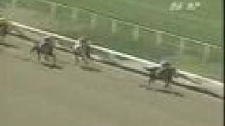 Cigar: 2nd start - May 9, 1993 - Maiden Special Weight