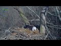 dhec dale hollow eagles ~ intruder aerial fightings u0026 territorial disputes ~ 2.18.18