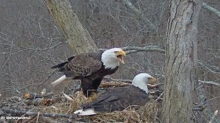 DHEC Dale Hollow Eagles ~ Intruder! Aerial Fightings \u0026 Territorial Disputes ~ 2.18.18