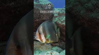 Batfish - AMAZING FACTS #shorts 🐠🪱🐟