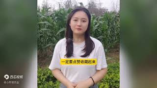 草莓苗移栽后，如何快速生根爆根？