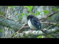 morning with most beautiful japanese thrush l beauty of the nature l birdsgraphy