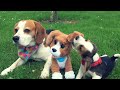 Dogs and child meet FurReal Chatty Charlie, the barkin’ beagle from Hasbro