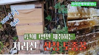 1년에 한번만 채취하는 지리산 토종벌꿀, 벌집채꿀은 지리산의 작은 토종벌들이 주는 선물    (영상편집 capcut  강의 중 입니다)