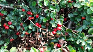 Cotoneaster horizontalis (Rock cotoneaster)