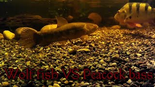 Wolf fish VS Peacock bass