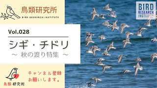 秋はやっぱり、シギ・チドリ！　予想以上の野鳥に会えました！