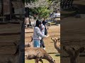 外国人観光客で賑わう奈良県庁前🦌