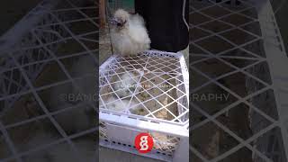 China Silky Chicken Price Tongi Bazar | #shorts