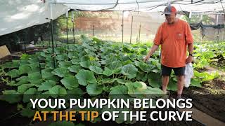 Giant Pumpkin S Curve - How to set your main vine.