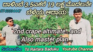 ದಾಳಿಂಬೆ 3.5ಎಕರೆ 19 ಲಕ್ಷ ಮೊದಲನೇ ಬೆಳೆಯ ಆದಾಯ 2nd crape altimate...andAlso mastér plan ..