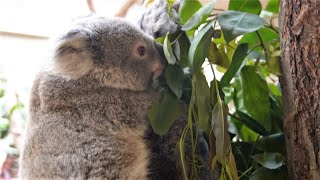 【東山動植物園公式】ホリーの赤ちゃん5（2023.1.7撮影）《 コアラ 》