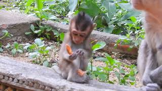 Monkeys actively try to eat | Cute Macaque