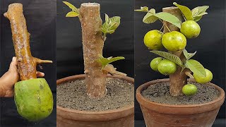 How To Grow Guava Tree Big Cutting Easy Techniques | How To Grow Guava Tree From Cutting