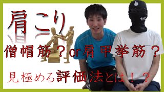 新人セラピスト必見！PTやOTなら肩こりで何筋をマッサージする？僧帽筋or肩甲挙筋を見極める評価法