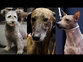 Dogs Make Debut at Westminster Kennel Club Show