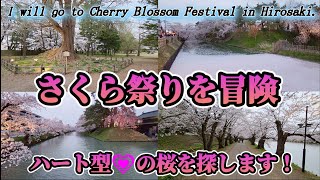 【桜】さくら祭りを回想してみたら…ハートの型に出逢う！？ Cherry Blossom Festival