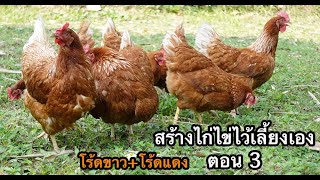 สร้างไก่ไข่ ไว้เลี้ยงเอง ไข่ดก โร้ดขาว + โร้ดแดง เป็นไก่ไข่ไฮบริด ตอน 3  #ไก่ไข่ #ไก่ไข่อารมณ์ดี