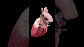 💓 Understanding the Aortic and Mitral Valves: The Heart’s Gatekeepers