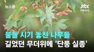 물들 시기 놓친 나무들…너무 길었던 무더위에 '단풍 실종' / JTBC 뉴스룸