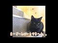 大手術をうけて生き延びた保護猫　あんづ　猫自身が自分で自己紹介！！大阪ネコリパブリック　ねこ浴場