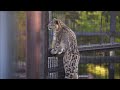 周囲への警戒は怠りません（旭山動物園　ユキヒョウのユーリ）