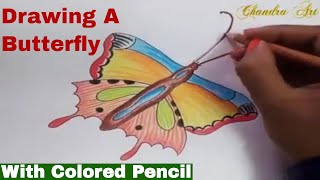 draw butterfly - draw butterfly and color