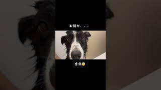 お風呂で表情がどこかへ行ってしまったボーダーコリー🐶でも広くなってやりやすくなりました！✨ #犬 #犬のいる暮らし #かわいい犬