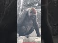 美ゴリラのローラさん beautiful gorilla rola ゴリラ gorilla