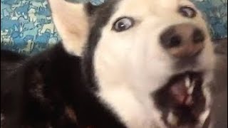 When a musician saw a Husky video……