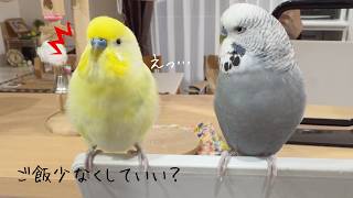 【お喋り】ご飯を減らしていいかインコに相談した結果…それぞれの返答が面白すぎた