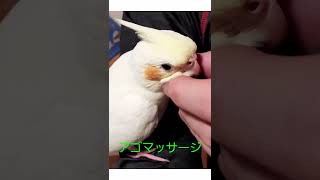 オカメインコアゴマッサージ