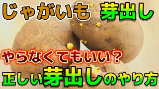 【じゃがいも】芽出しは必要？正しい芽出しのやり方について解説します