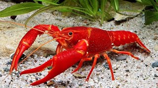 CARA BUDIDAYA LOBSTER HIAS AIR TAWAR UNTUK PEMULA OMSET MILYARAN !!