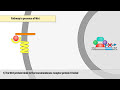 the wnt β catenin signaling pathway