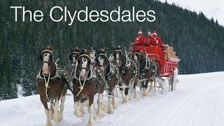 The Budweiser Clydesdales of Merrimack, New Hampshire