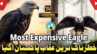 Most Expensive And Dangerous Eagle in Pakistan | 😱 خطرناک ترین عقاب کی پاکستان آمد | JAHAAN E ILM