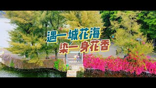 肇慶花海丨七星岩丨大灣區春季