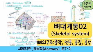 뼈대계통(Skeletal system)_02 : 뼈의 구조 : 골막, 연골, 골질, 골수 (해부학)