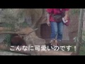 那須どうぶつ王国 2015年誕生赤ちゃんレッサーパンダ