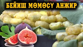 АНЖИР ТУУРАЛУУ КЫЗЫКТУУ МААЛЫМАТ