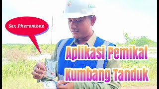 Aplikasi Pemikat Kumbang Tanduk Sex Pheromone