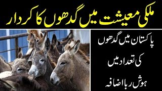 Pakistani maeeshat main Ghadon (Donkey) ka qirdar - Khabar Gaam