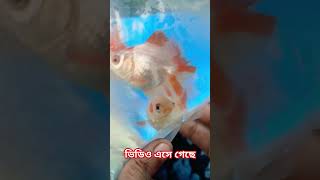 সব থেকে সস্তার হলুদ রঙের রঙিন মাছ Serampore pet market  serampore aquarium fish market