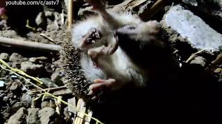 Hedgehog Stuck on its back and could not  roll over | 刺猬