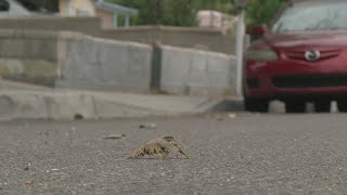 Dozens of crawdads mysteriously show up in Albuquerque neighborhood